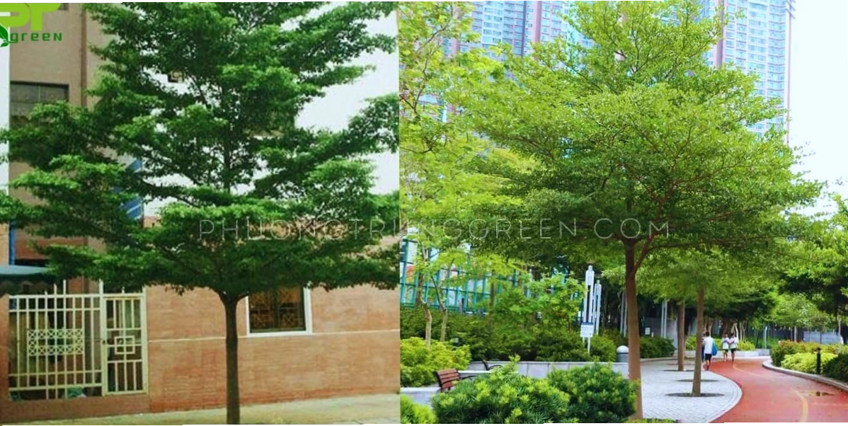Trồng cây Bàng Đài Loan trước nhà hoặc trong công viên mang lại không gian xanh mát