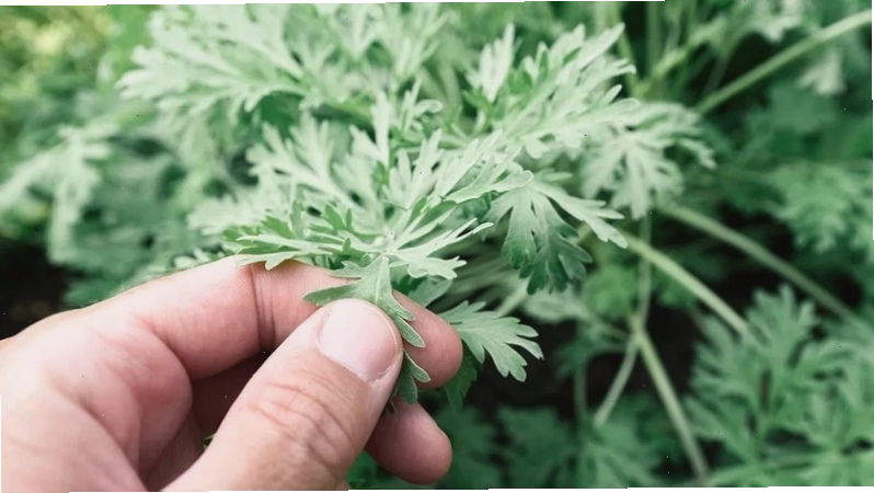 Trong dân gian, ngải cứu có rất nhiều nhiều tác dụng hỗ trợ điều trị bệnh.