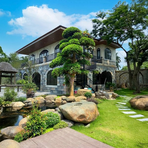 Tùng La Hán: Vẻ đẹp và ý nghĩa của cây cảnh quý trong văn hóa Việt