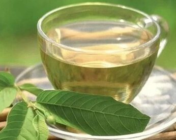 Uống nước lá ổi có tác dụng gì? Khám phá 10 lợi ích sức khỏe bất ngờ