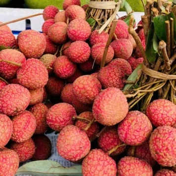 Vải Thiều Lục Ngạn: Hương Vị Ngọt Ngào Từ Vùng Đất Kinh Bắc